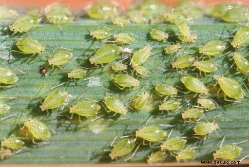 Verwenden Sie insektizide Seife, um Insekten zu kontrollieren 