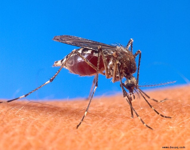 Wie funktionieren Mückendunks? 