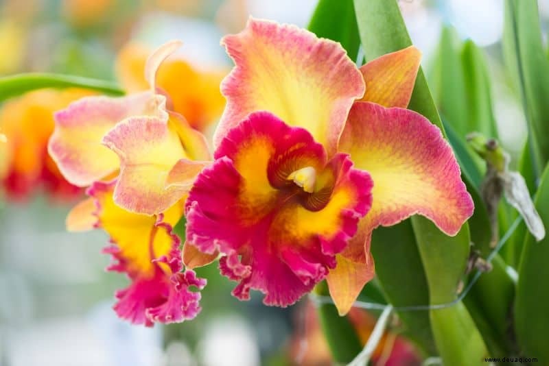 Tipps für den Anbau von Orchideenpflanzen 