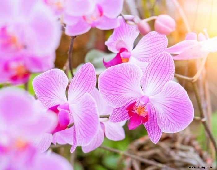 Tipps für den Anbau von Orchideenpflanzen 
