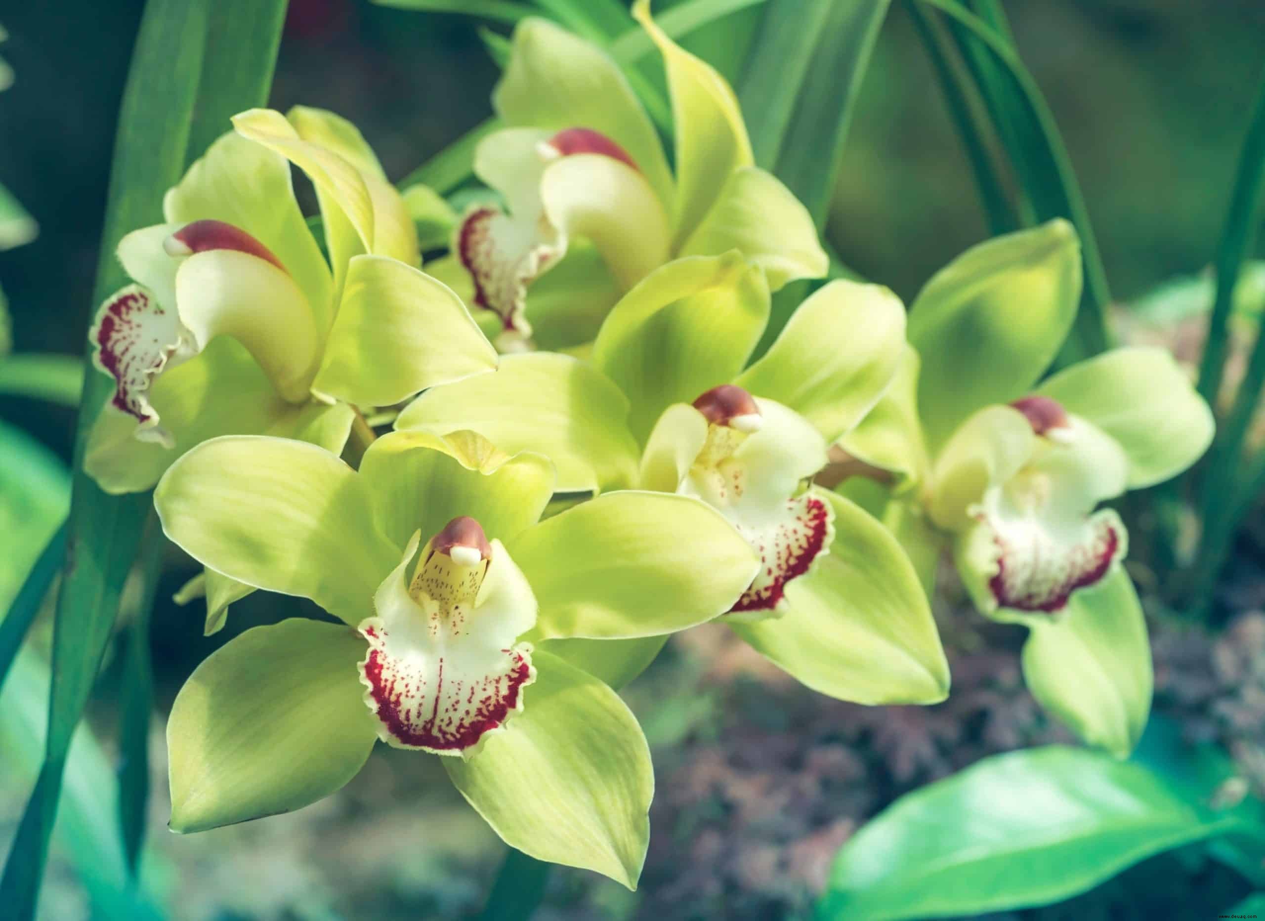 Tipps für den Anbau von Orchideenpflanzen 