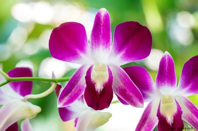 Tipps für den Anbau von Orchideenpflanzen 