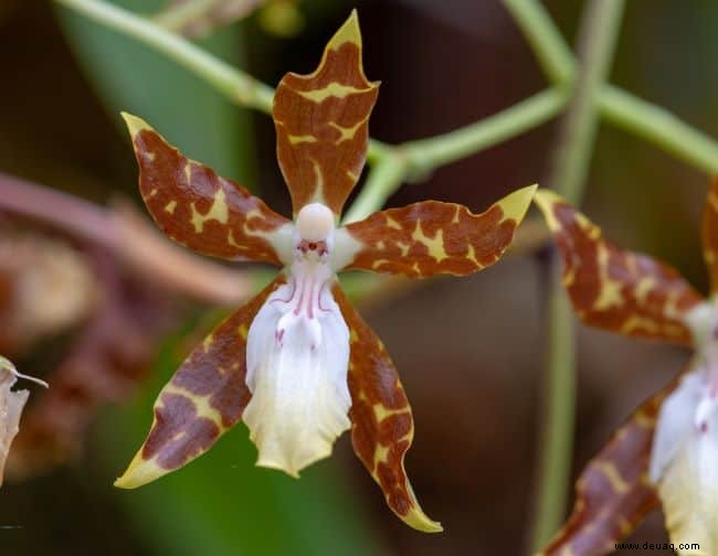 Tipps für den Anbau von Orchideenpflanzen 
