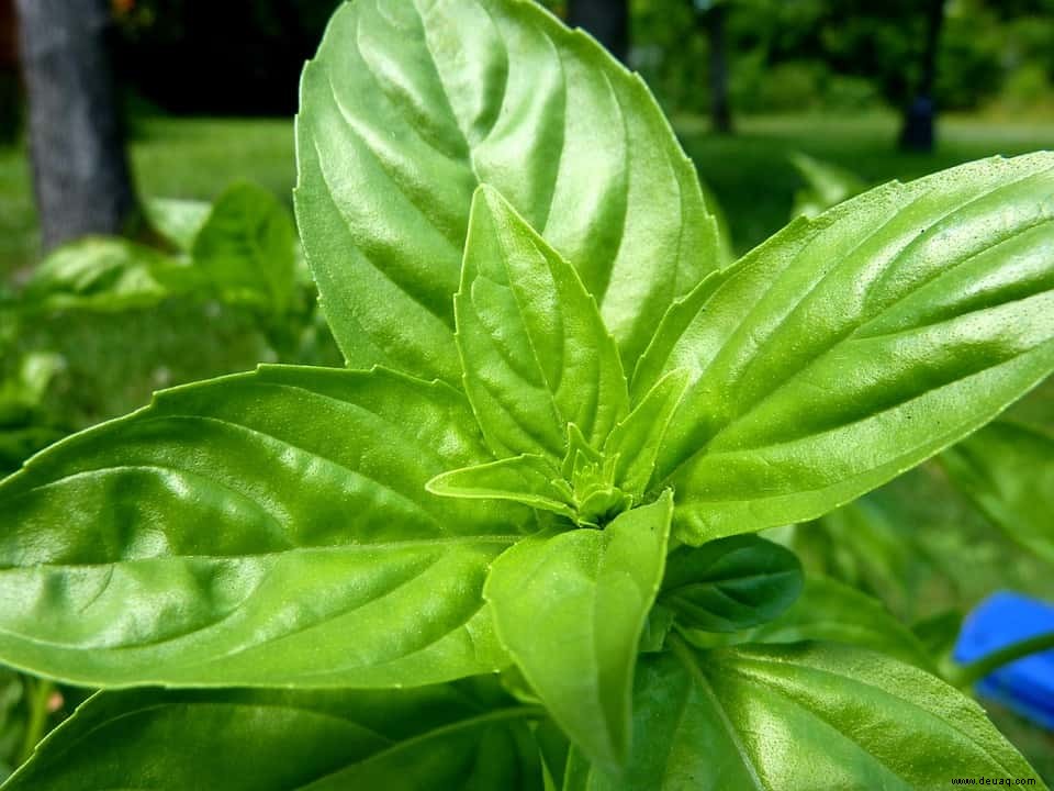 Frische Pesto-Vorspeise mit Tomaten- und Mozzarella-Scheiben 