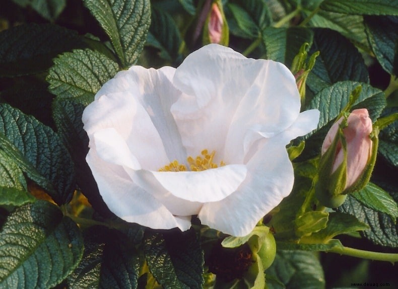 Gartenrosen:Königin der essbaren Blumen 