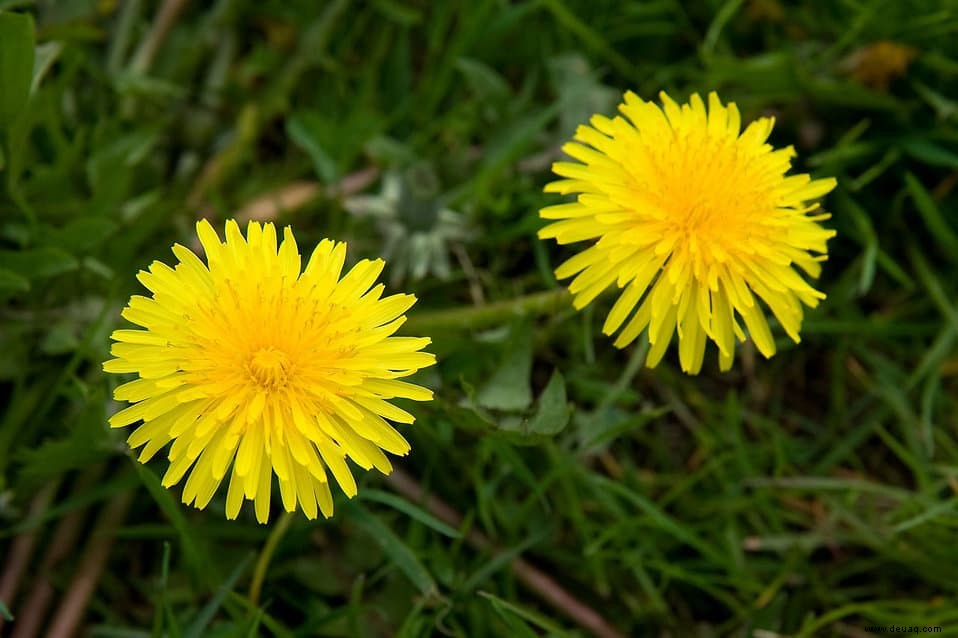 Essbare Frühlingsblumen:Löwenzahn, Tulpen und Veilchen 