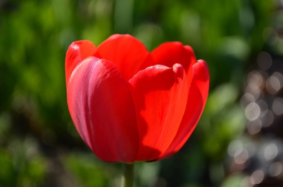 Essbare Frühlingsblumen:Löwenzahn, Tulpen und Veilchen 