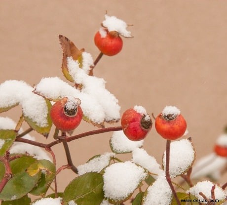 Wintersuche nach Hagebutten, Holzäpfeln und Wintergrün 