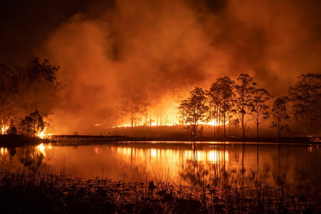 10 Möglichkeiten, die australische Waldbrandhilfe zu unterstützen – auch wenn Sie nicht spenden können 