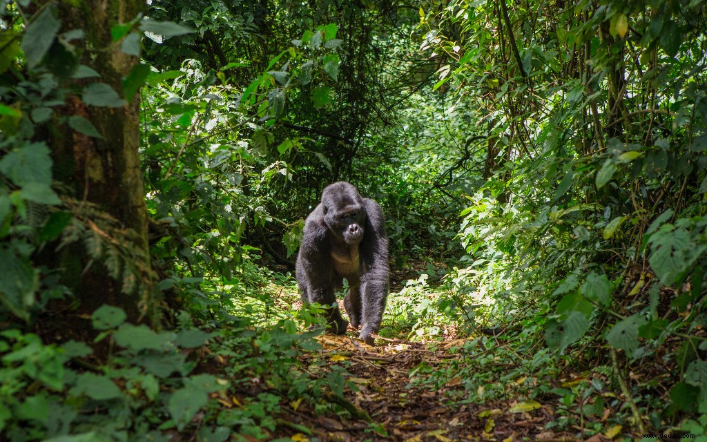 5 Bucket List Tiererlebnisse, für die es sich zu reisen lohnt 