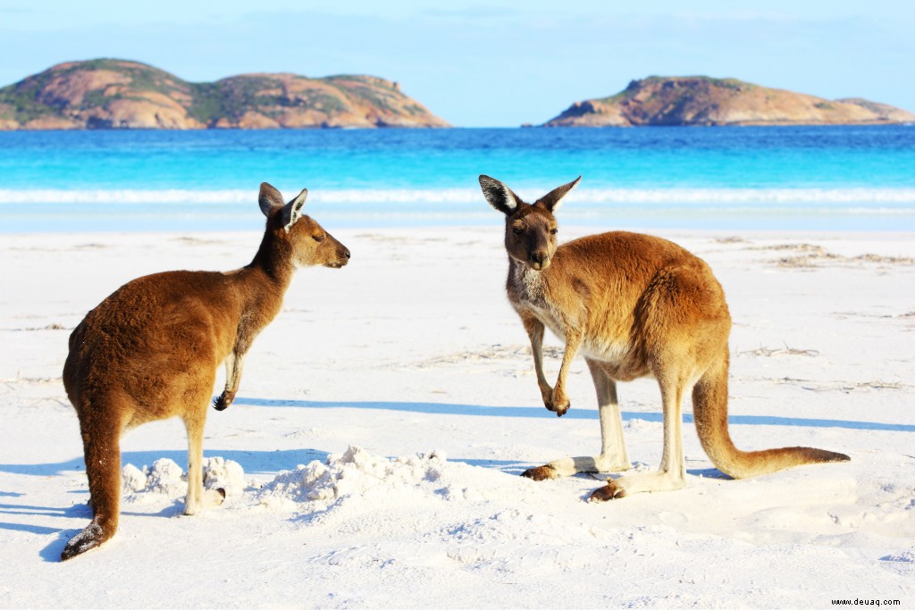 5 Bucket List Tiererlebnisse, für die es sich zu reisen lohnt 