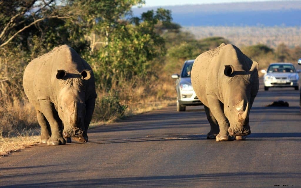 9 wesentliche Südafrika-Erlebnisse 