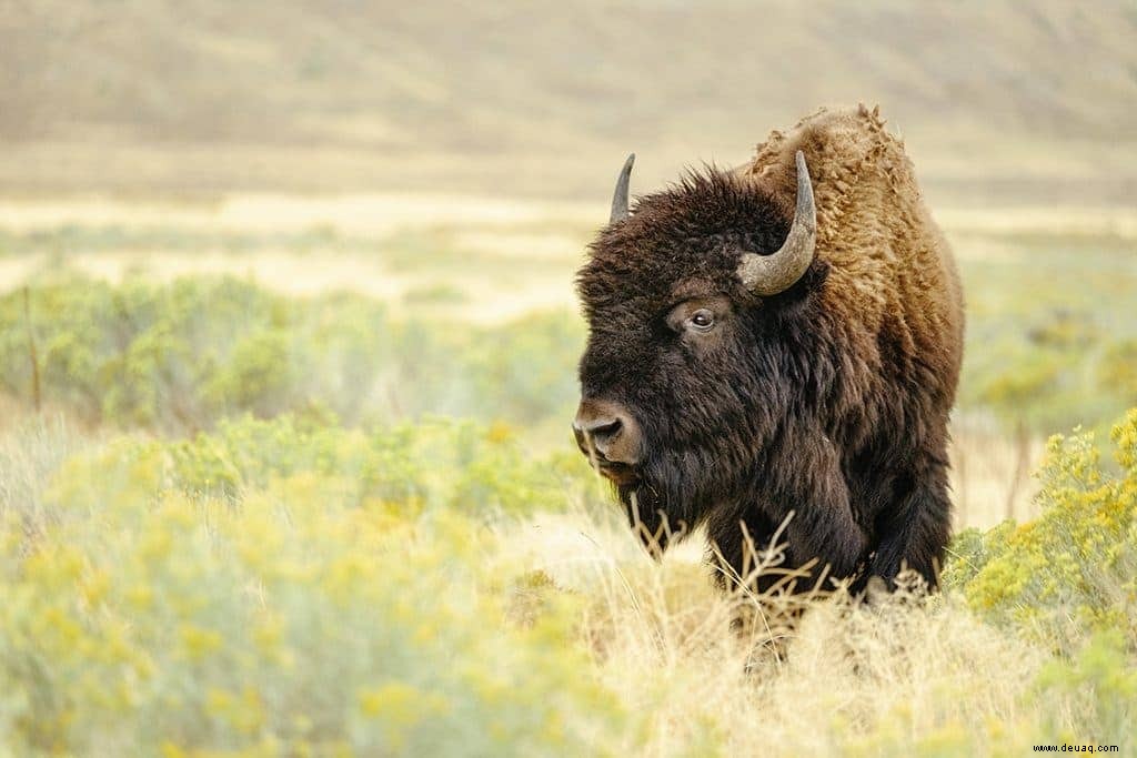 13 bemerkenswerte Gründe, warum wir Oklahoma lieben 