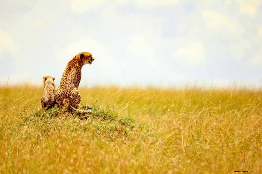 11 beeindruckende Tierfotos, die Lust auf eine Safari machen 