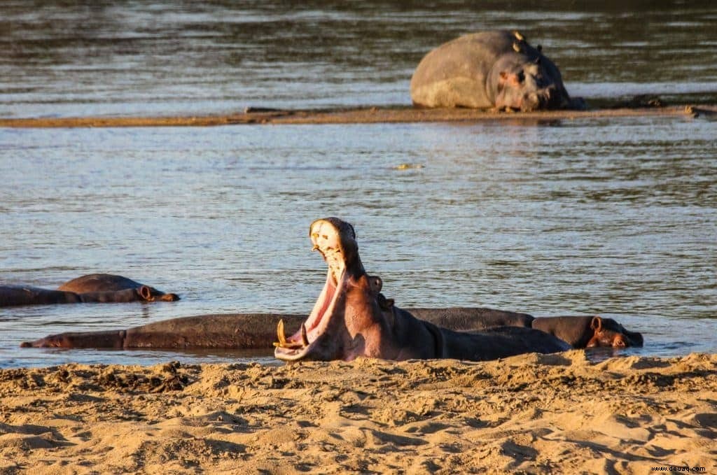 11 beeindruckende Tierfotos, die Lust auf eine Safari machen 