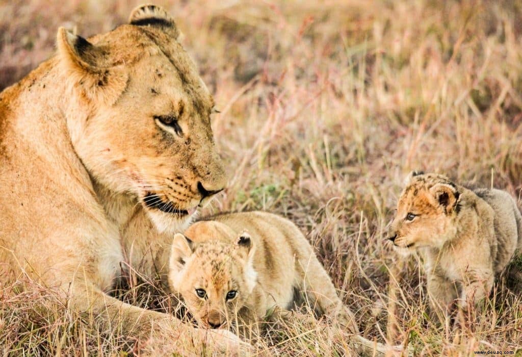 11 beeindruckende Tierfotos, die Lust auf eine Safari machen 