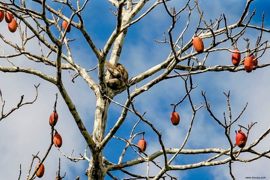 11 beeindruckende Tierfotos, die Lust auf eine Safari machen 