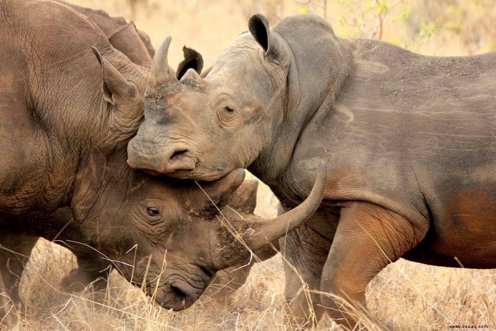 11 beeindruckende Tierfotos, die Lust auf eine Safari machen 