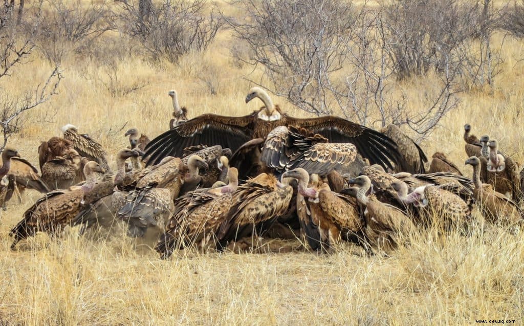 11 beeindruckende Tierfotos, die Lust auf eine Safari machen 