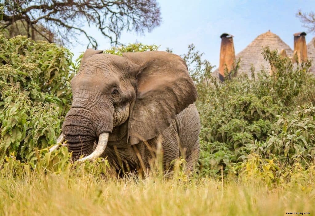 11 beeindruckende Tierfotos, die Lust auf eine Safari machen 