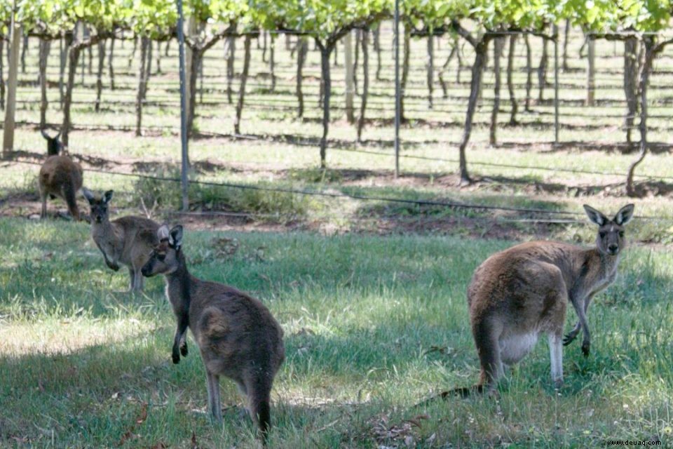 7 tolle Dinge, die man in Westaustralien unternehmen kann 