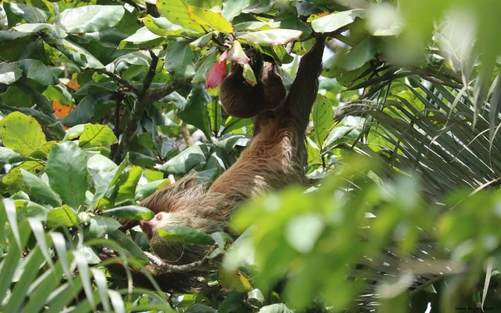 7 atemberaubende Erlebnisse, die Sie in Costa Rica haben müssen 