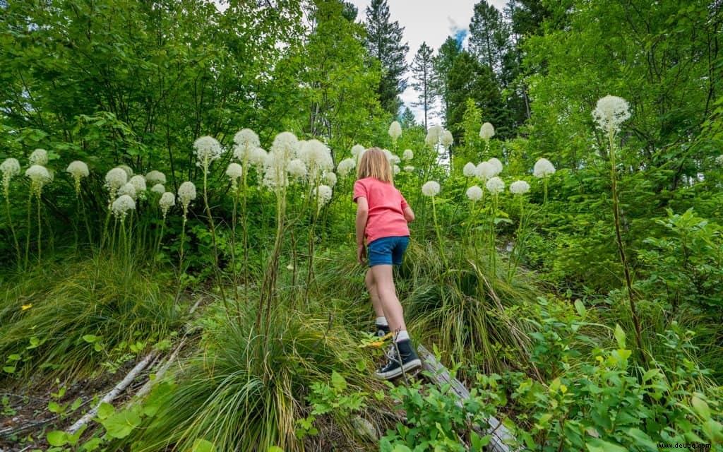 5 überzeugende Gründe, diesen Sommer den Glacier National Park zu besuchen 