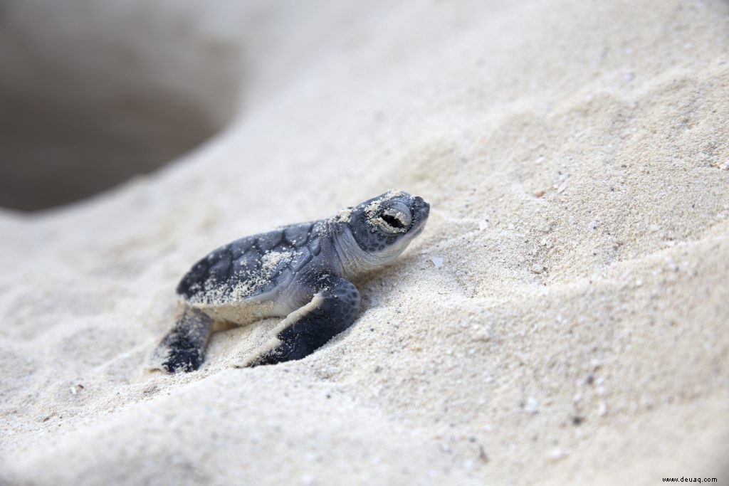 6 herzzerreißende Möglichkeiten, Ihren Adrenalinschub in Cancun zu bekommen 