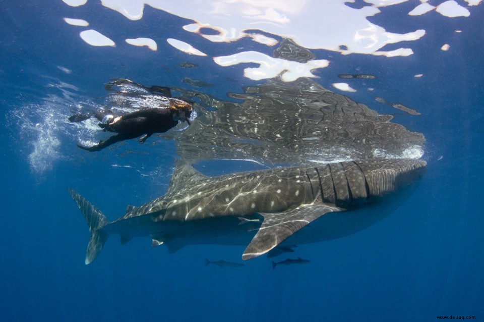 6 herzzerreißende Möglichkeiten, Ihren Adrenalinschub in Cancun zu bekommen 