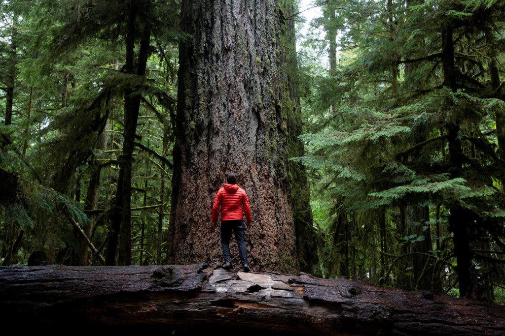 So unternehmen Sie den ultimativen Vancouver Island Road Trip 