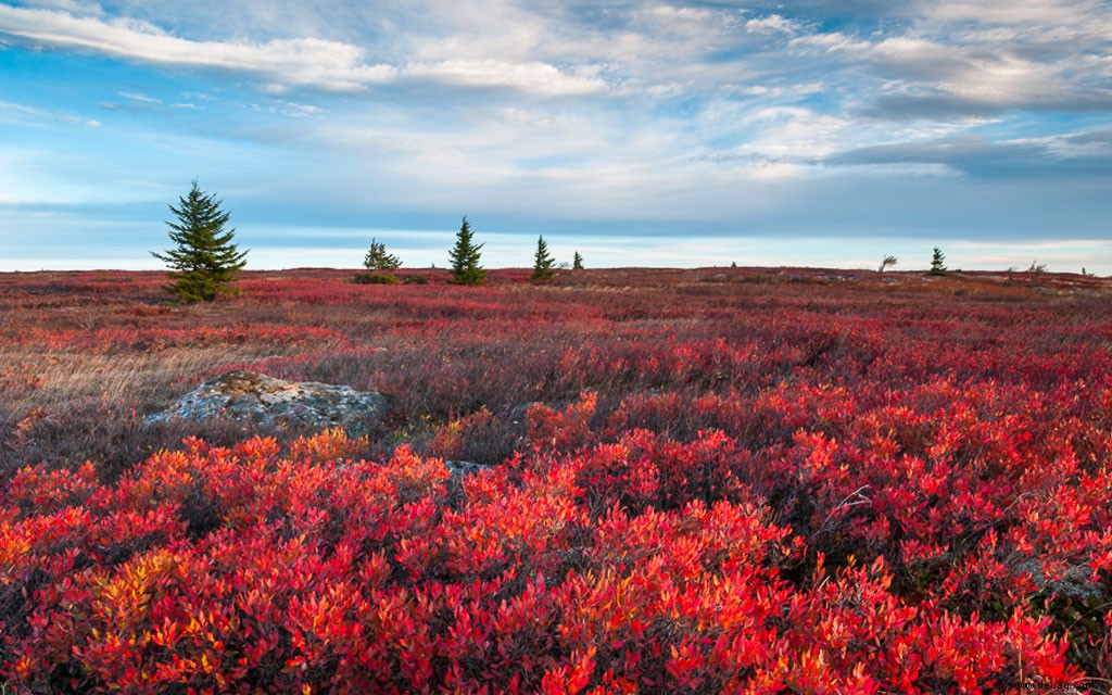 7 Orte, an denen Sie sich diesen Herbst atemberaubendes Laub ansehen können 