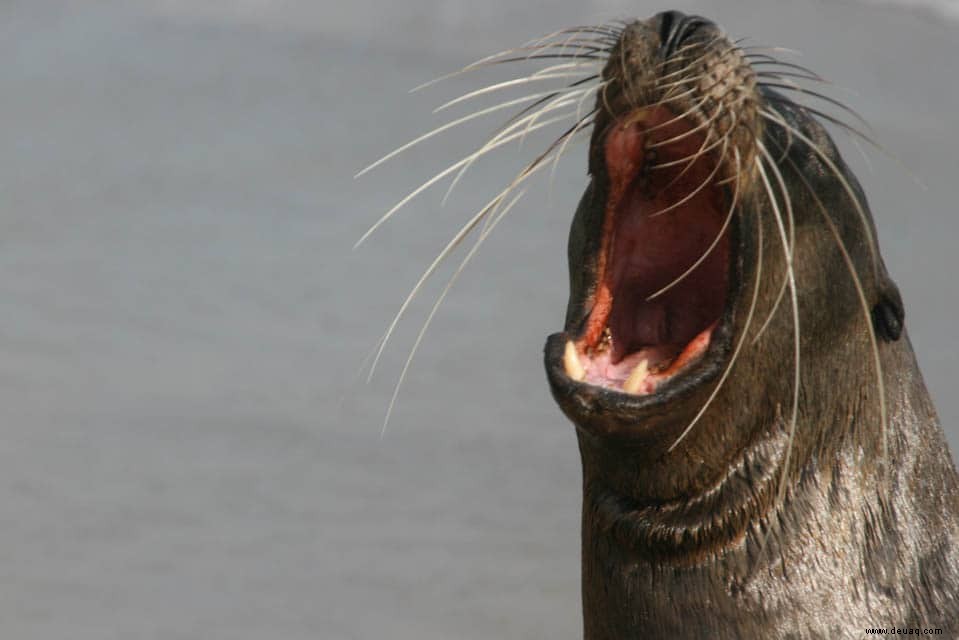 6 erstaunliche Ziele, die Sie zur Feier des National Wildlife Day besuchen sollten 