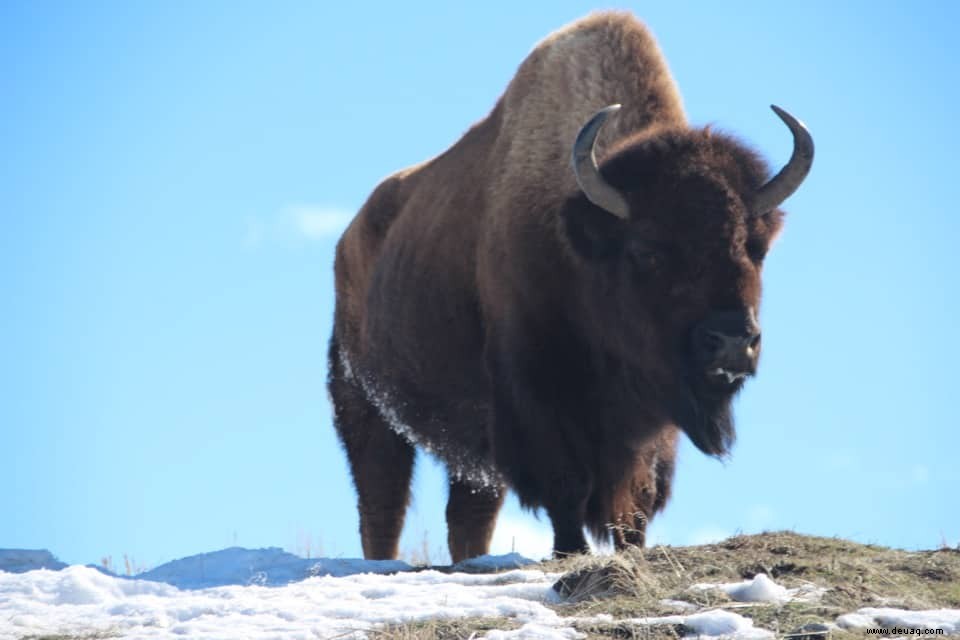 6 erstaunliche Ziele, die Sie zur Feier des National Wildlife Day besuchen sollten 