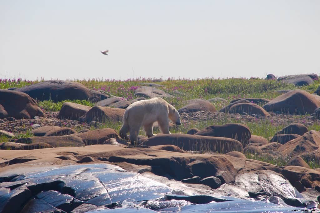 6 erstaunliche Ziele, die Sie zur Feier des National Wildlife Day besuchen sollten 