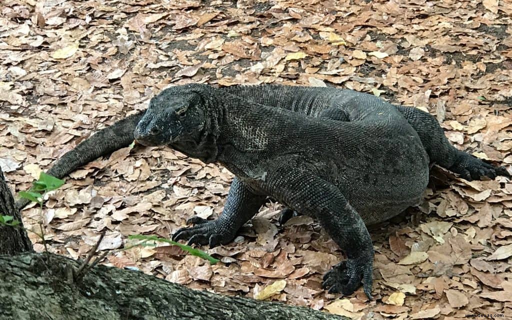 6 erstaunliche Ziele, die Sie zur Feier des National Wildlife Day besuchen sollten 