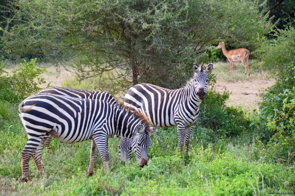 6 erstaunliche Ziele, die Sie zur Feier des National Wildlife Day besuchen sollten 