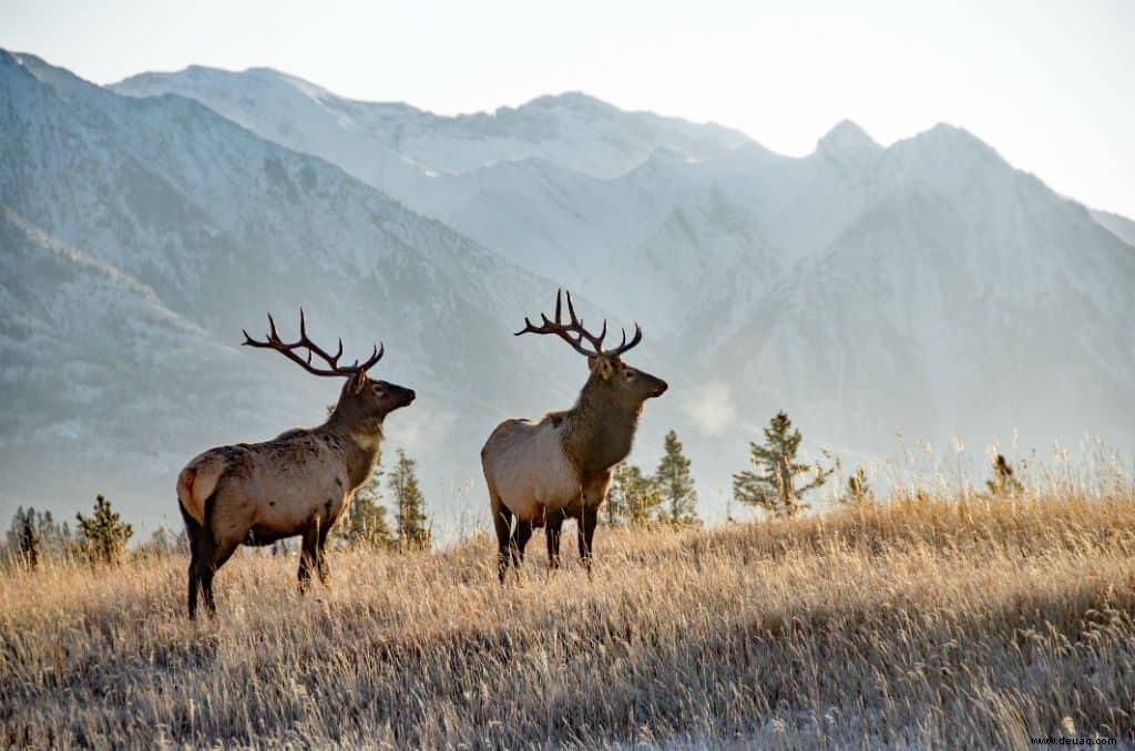 4 Gründe, warum Banff auf Ihrer Bucket List stehen sollte 