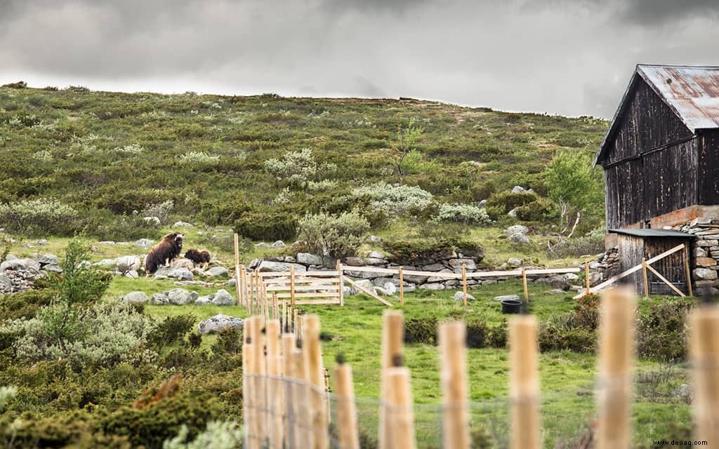 5 Orte, die unbedingt auf Ihrer Norwegen Reiseroute stehen sollten 