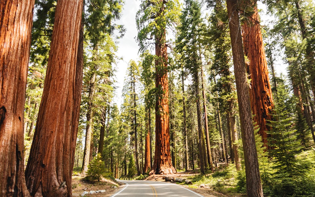 Hütten im Wald, die die Natur vor die Haustür bringen 