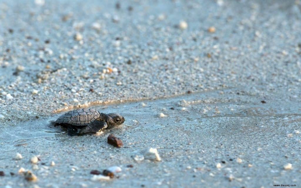 15 Gründe, warum wir uns Hals über Kopf nach Puerto Vallarta verlieben 