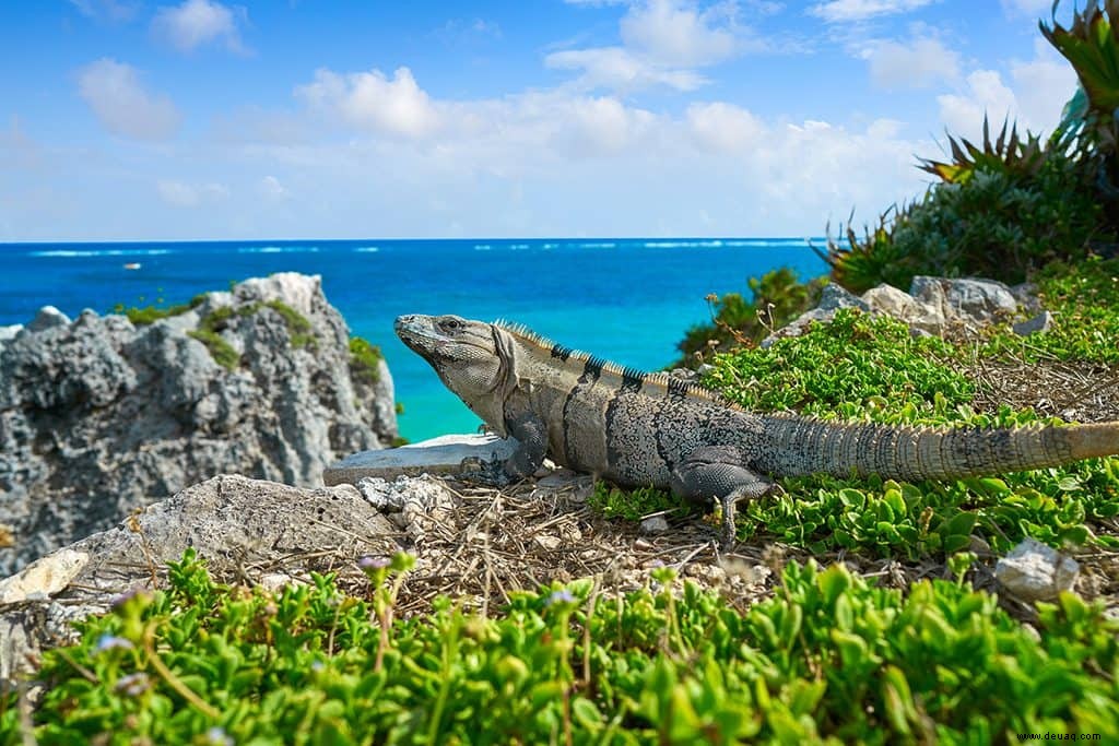 10 einzigartige Ideen für Ihre Cancun-Reiseroute 