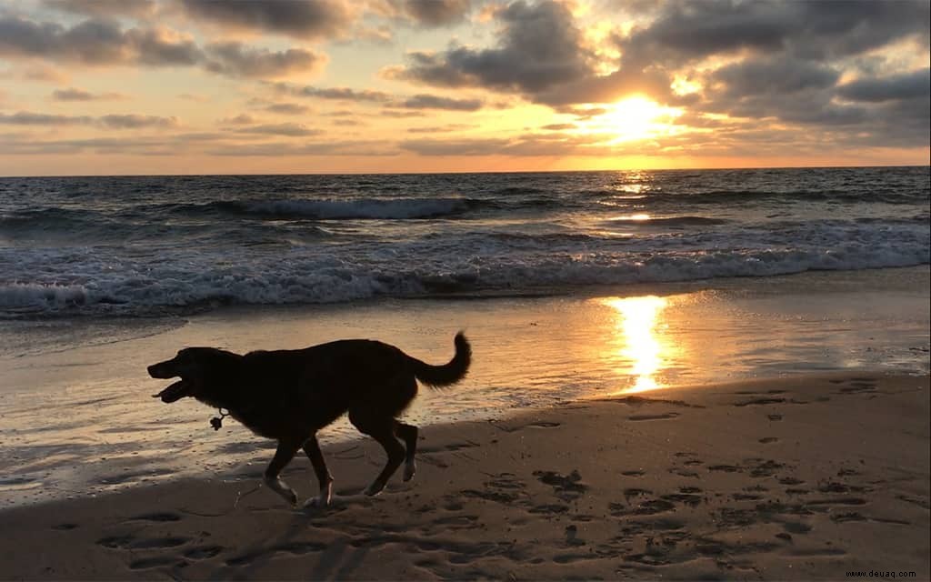 Die besten hundefreundlichen Hotels am Pacific Coast Highway 