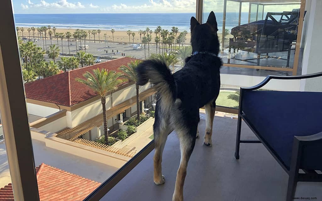 Die besten hundefreundlichen Hotels am Pacific Coast Highway 