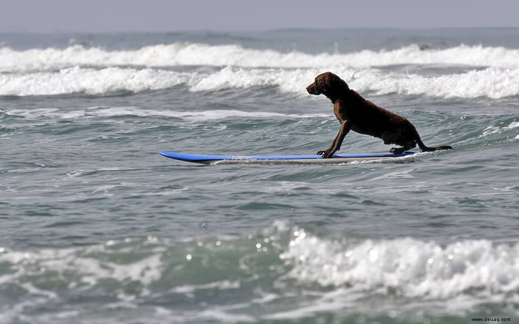 Die besten hundefreundlichen Hotels am Pacific Coast Highway 