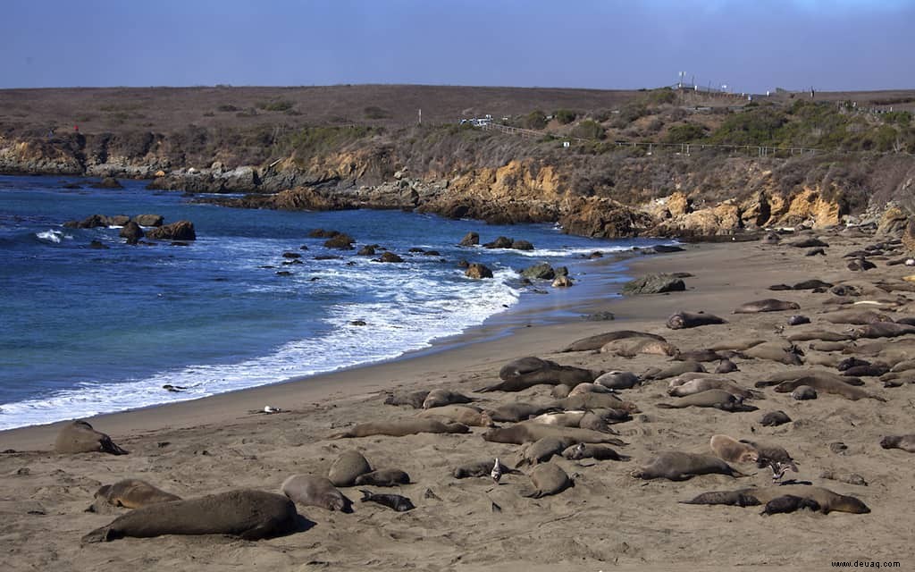 Die besten hundefreundlichen Hotels am Pacific Coast Highway 