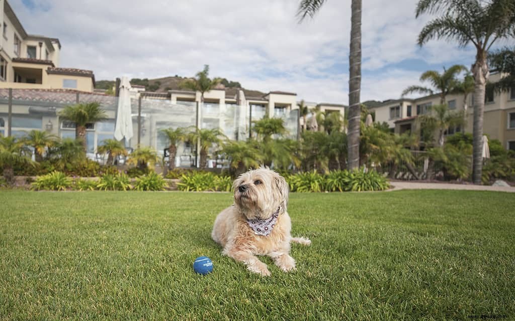 Die besten hundefreundlichen Hotels am Pacific Coast Highway 