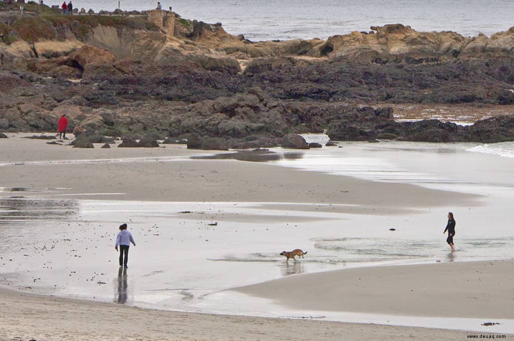 Die besten hundefreundlichen Hotels am Pacific Coast Highway 