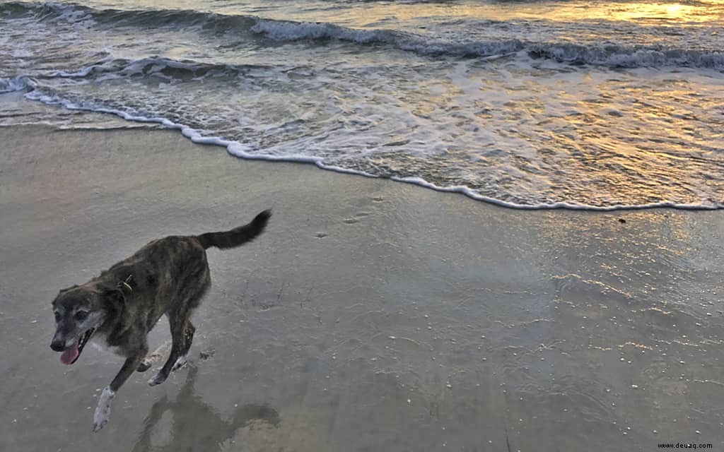 Die besten hundefreundlichen Hotels am Pacific Coast Highway 