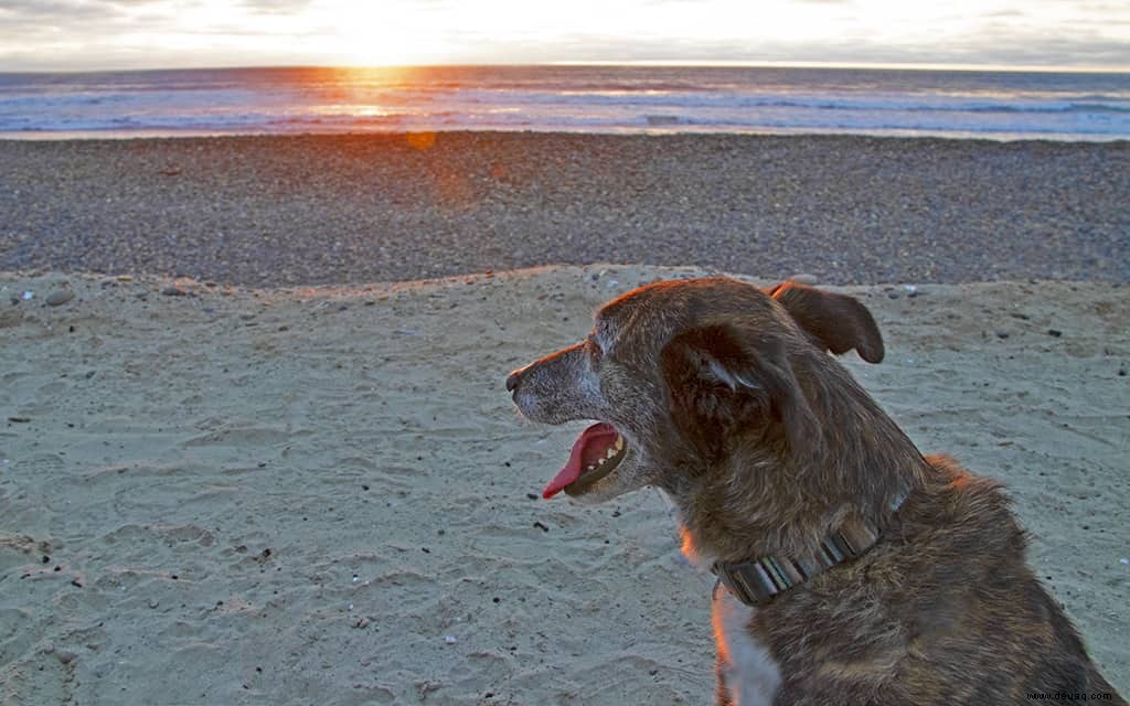 Die besten hundefreundlichen Hotels am Pacific Coast Highway 