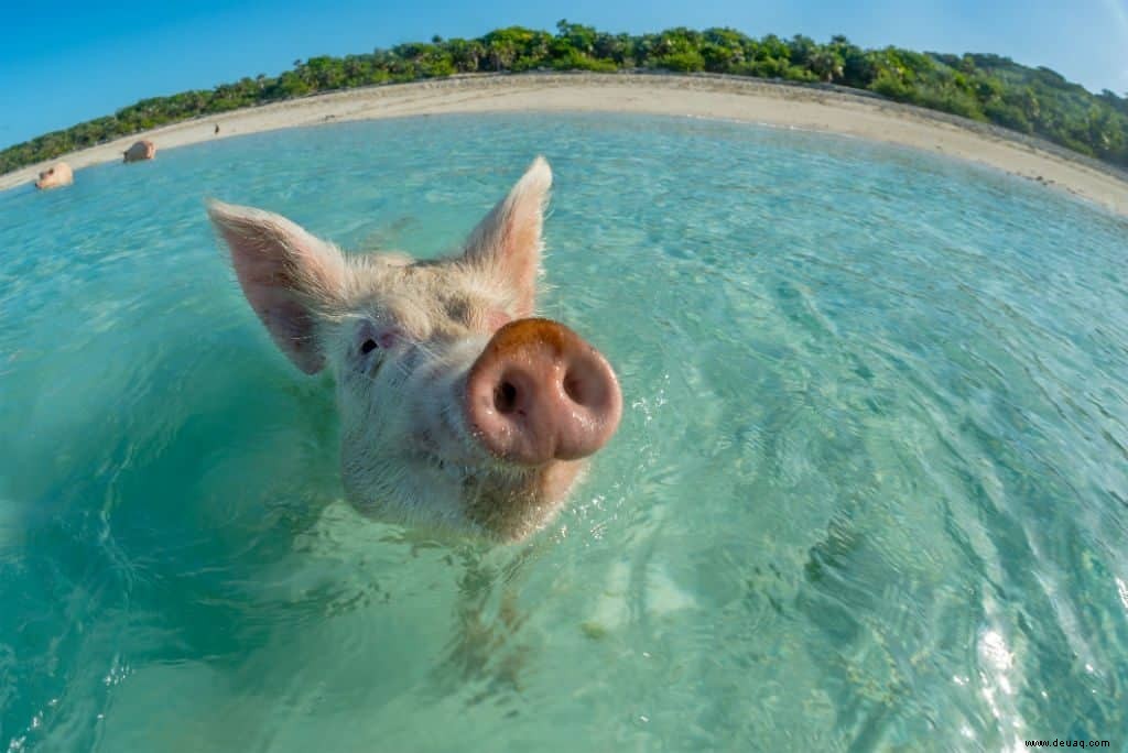 Die beste bahamaische Insel für jeden Persönlichkeitstyp 